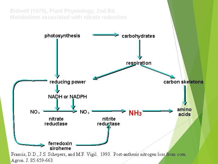 Bidwell (1979), Plant Physiology, 2 nd Ed. Metabolism associated with nitrate reduction photosynthesis carbohydrates