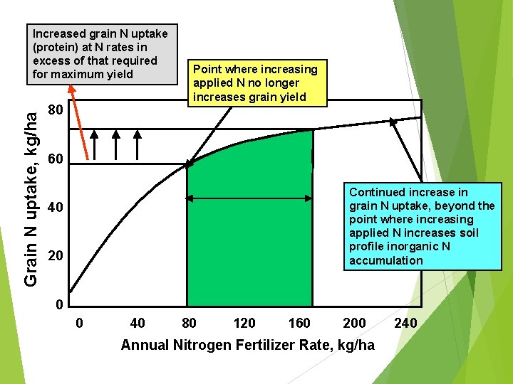 Grain N uptake, kg/ha Increased grain N uptake (protein) at N rates in excess