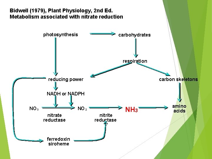 Bidwell (1979), Plant Physiology, 2 nd Ed. Metabolism associated with nitrate reduction photosynthesis carbohydrates