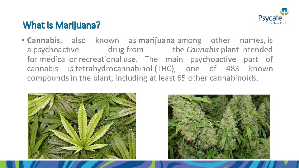 What is Marijuana? • Cannabis, also known as marijuana among other names, is a
