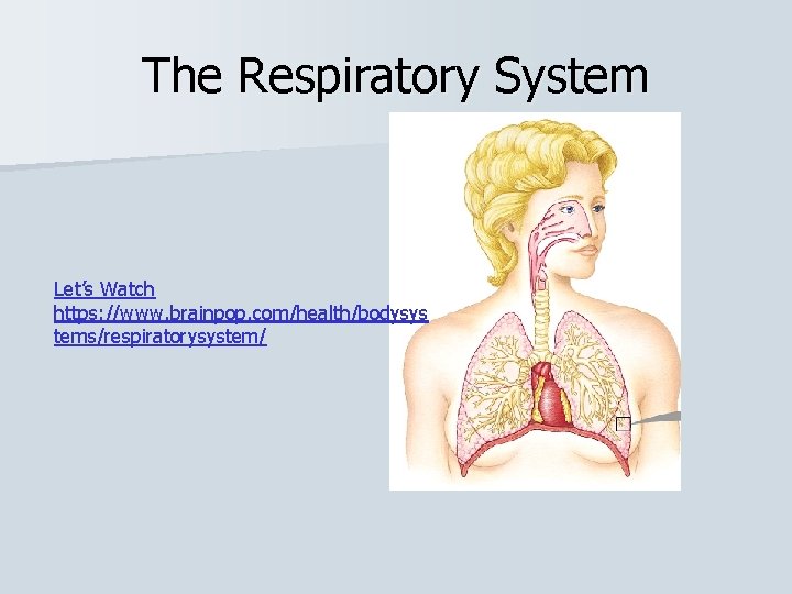 The Respiratory System Let’s Watch https: //www. brainpop. com/health/bodysys tems/respiratorysystem/ 