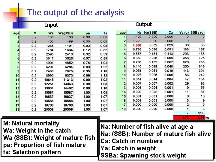 19 The output of the analysis Input M: Natural mortality Wa: Weight in the