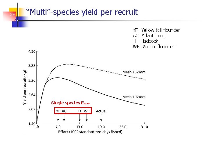 39 “Multi”-species yield per recruit YF: Yellow tail flounder AC: Atlantic cod H: Haddock