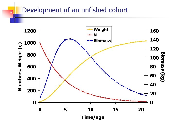 4 Development of an unfished cohort 