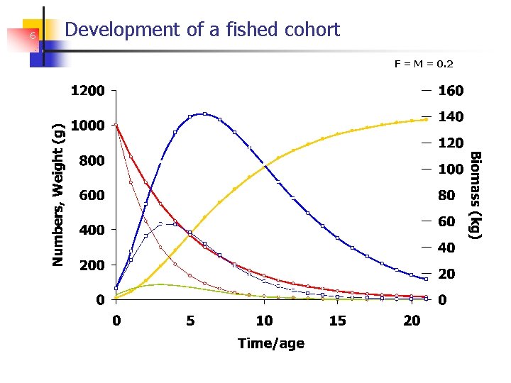 6 Development of a fished cohort F = M = 0. 2 