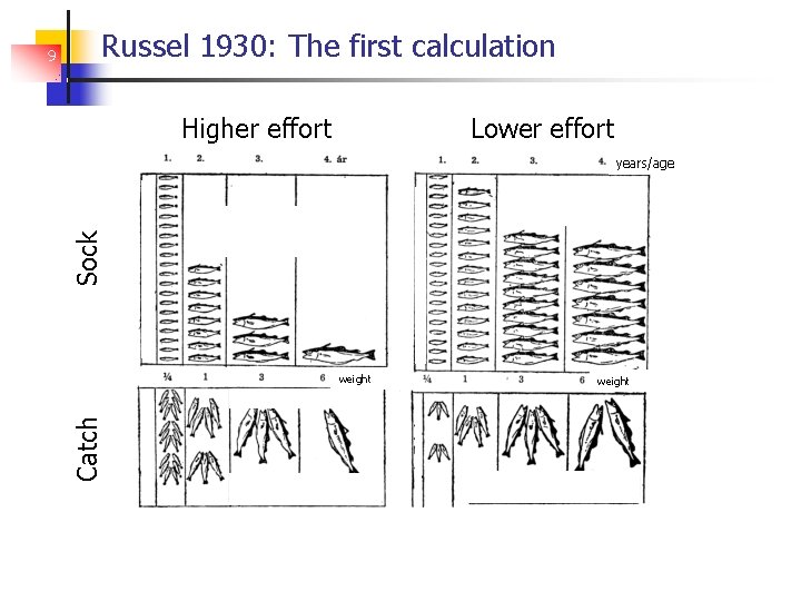 Russel 1930: The first calculation Higher effort Lower effort Sock years/age weight Catch 9