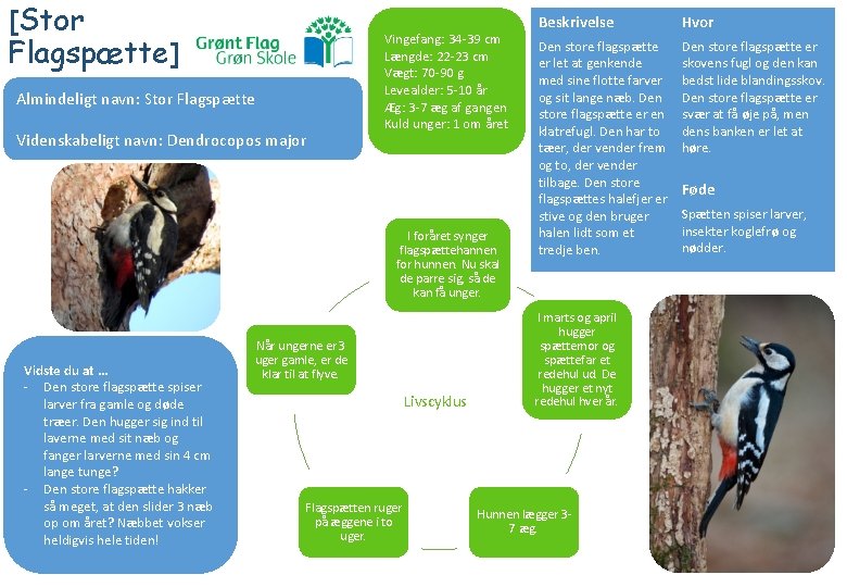 [Stor Flagspætte] Almindeligt navn: Stor Flagspætte Videnskabeligt navn: Dendrocopos major Vingefang: 34 -39 cm