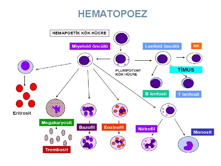 HEMATOPOEZ 