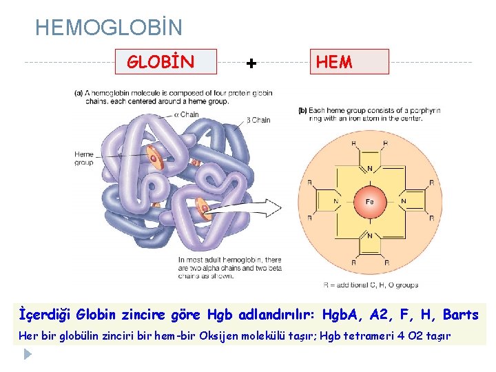 HEMOGLOBİN + HEM İçerdiği Globin zincire göre Hgb adlandırılır: Hgb. A, A 2, F,