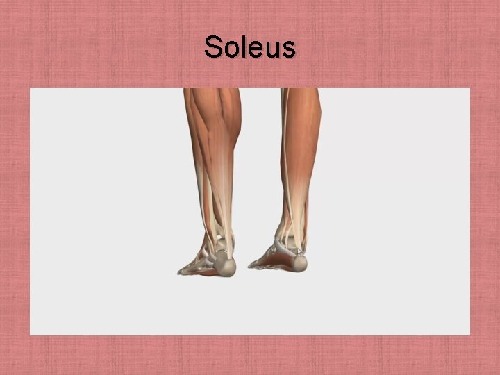 Soleus 