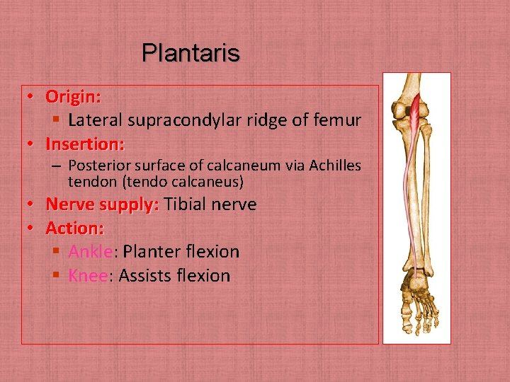 Plantaris • Origin: § Lateral supracondylar ridge of femur • Insertion: – Posterior surface