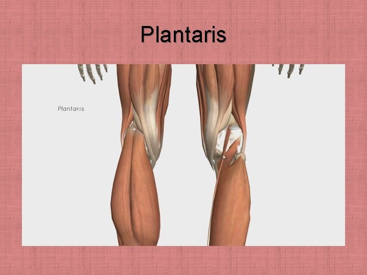 Plantaris 