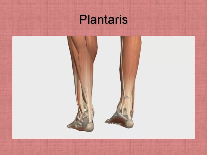 Plantaris 