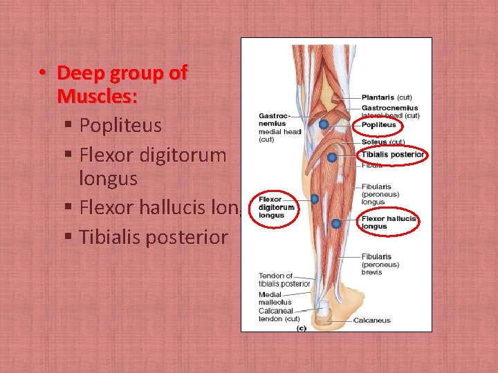  • Deep group of Muscles: § Popliteus § Flexor digitorum longus § Flexor