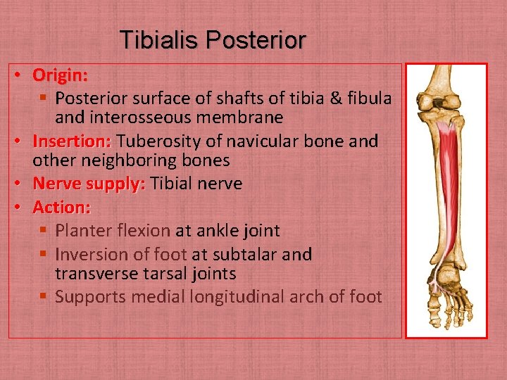 Tibialis Posterior • Origin: § Posterior surface of shafts of tibia & fibula and