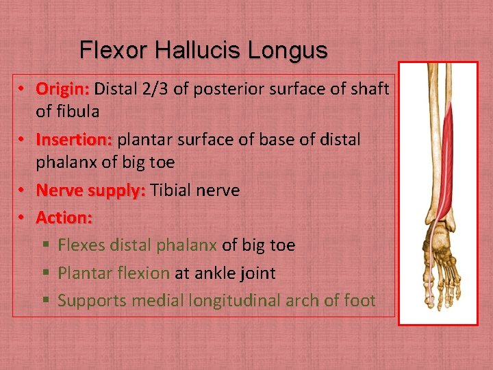 Flexor Hallucis Longus • Origin: Distal 2/3 of posterior surface of shaft of fibula