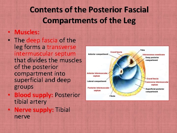 Contents of the Posterior Fascial Compartments of the Leg • Muscles: • The deep