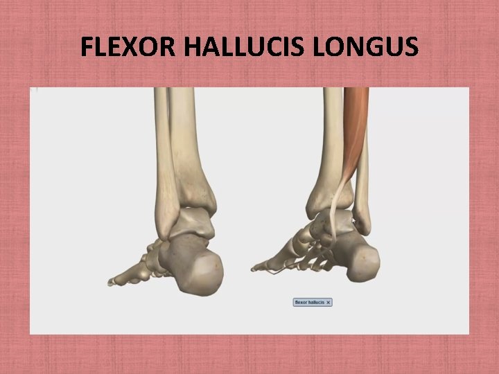 FLEXOR HALLUCIS LONGUS 