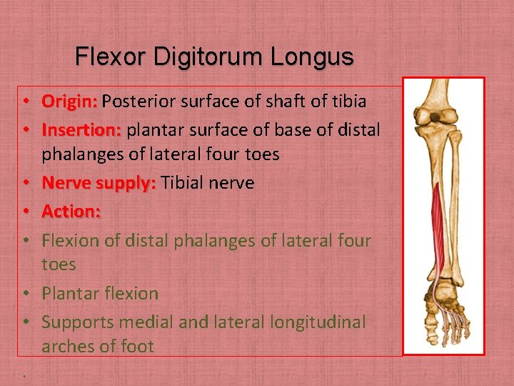 Flexor Digitorum Longus • Origin: Posterior surface of shaft of tibia • Insertion: plantar
