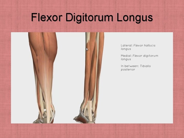 Flexor Digitorum Longus 