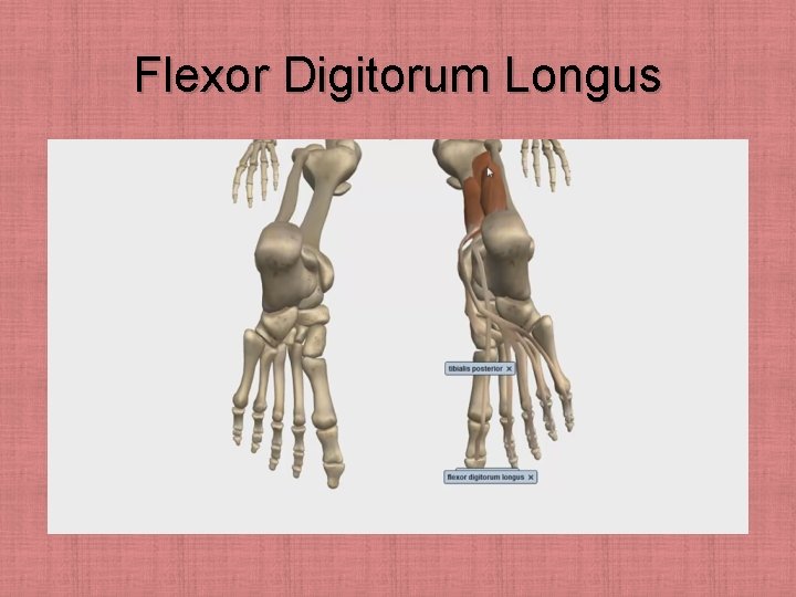 Flexor Digitorum Longus 