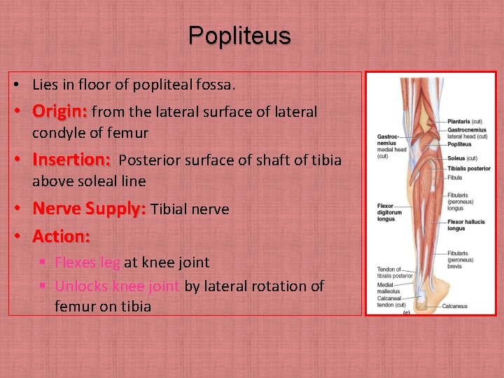 Popliteus • Lies in floor of popliteal fossa. • Origin: from the lateral surface