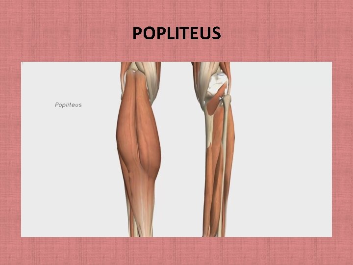 POPLITEUS 