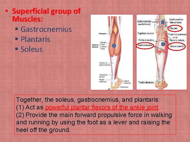  • Superficial group of Muscles: § Gastrocnemius § Plantaris § Soleus Together, the