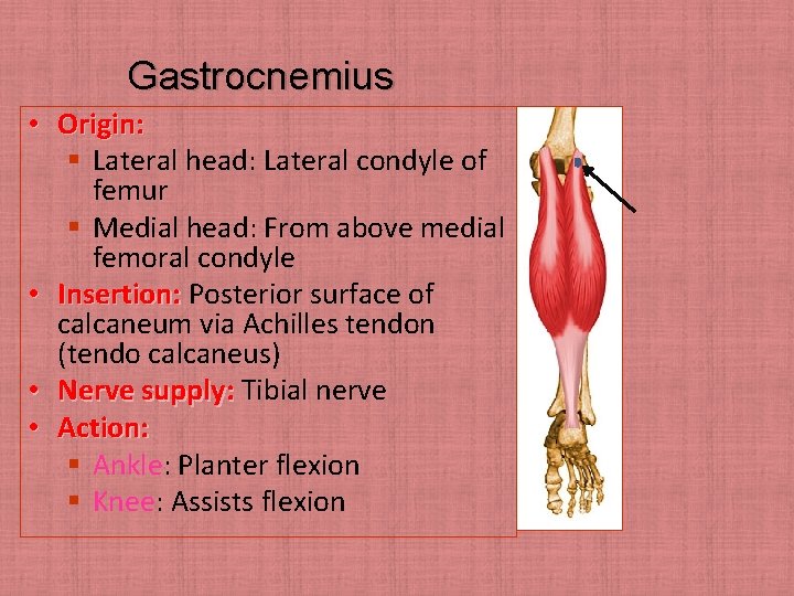 Gastrocnemius • Origin: § Lateral head: Lateral condyle of femur § Medial head: From