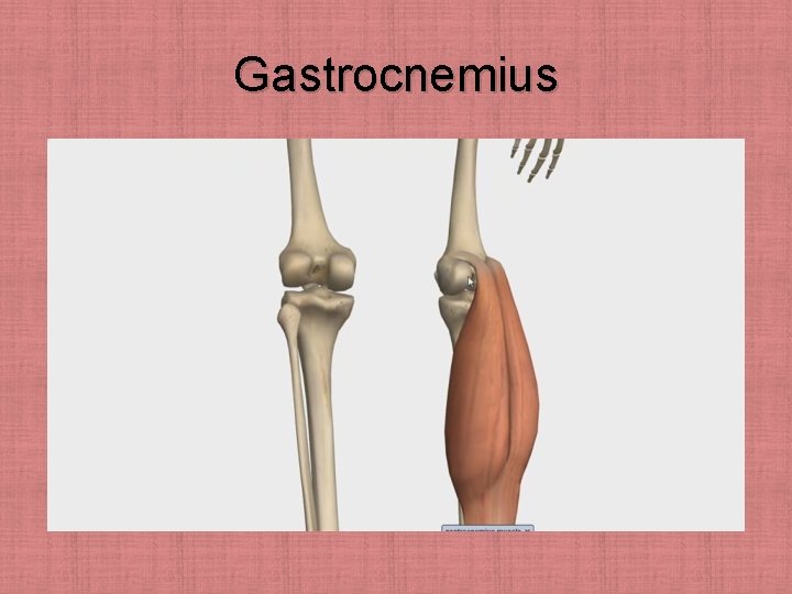 Gastrocnemius 