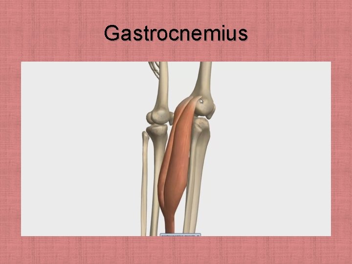 Gastrocnemius 