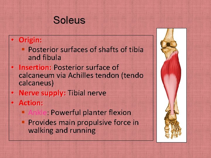 Soleus • Origin: § Posterior surfaces of shafts of tibia and fibula • Insertion: