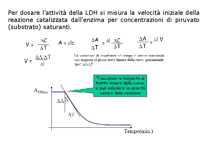 Per dosare l’attività della LDH si misura la velocità iniziale della reazione catalizzata dall’enzima