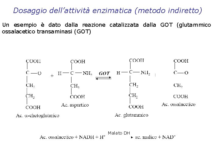 Dosaggio dell’attività enzimatica (metodo indiretto) Un esempio è dato dalla reazione catalizzata dalla GOT