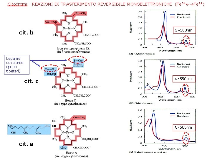 Citocromi: REAZIONI DI TRASFERIMENTO REVERSIBILE MONOELETTRONICHE (Fe 3+ Fe 2+) cit. b l ≃560