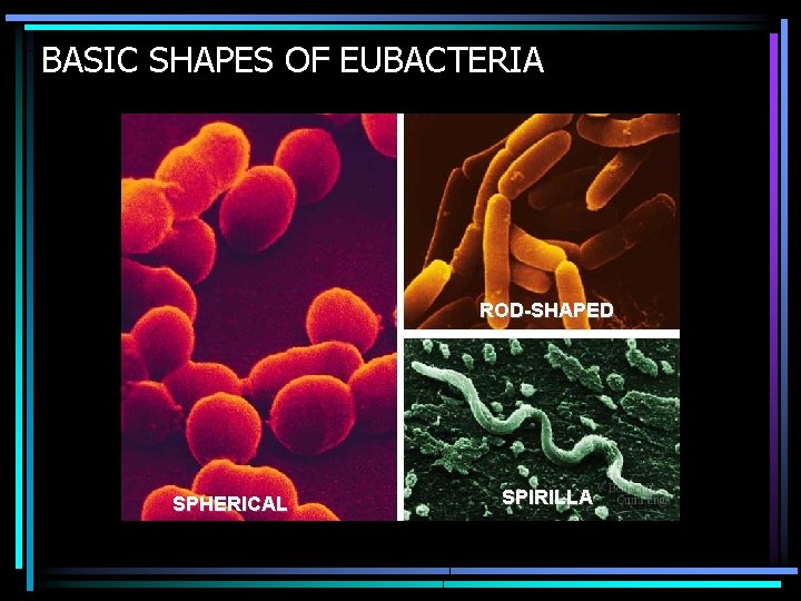 BASIC SHAPES OF EUBACTERIA ROD-SHAPED SPHERICAL SPIRILLA 