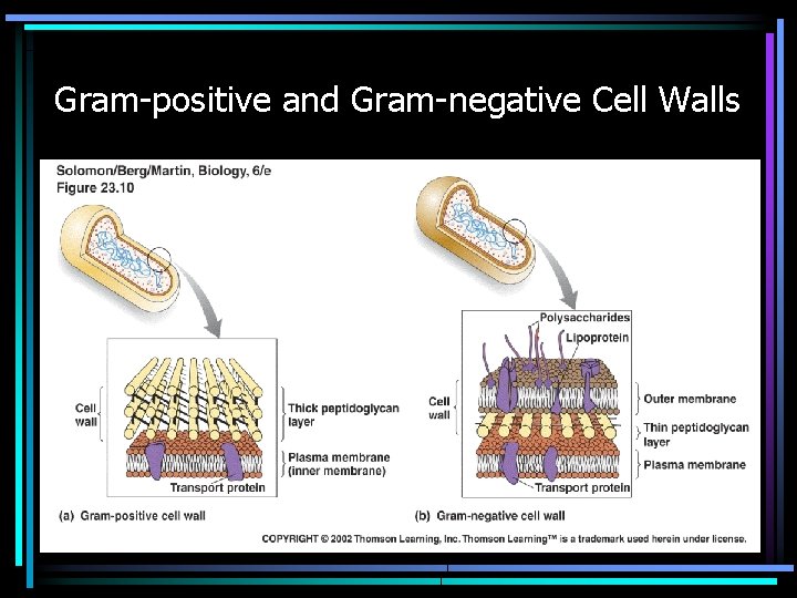 Gram-positive and Gram-negative Cell Walls 