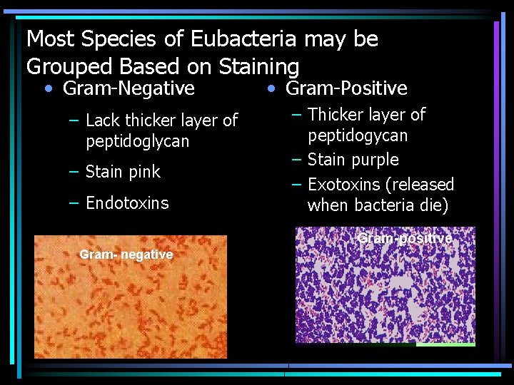 Most Species of Eubacteria may be Grouped Based on Staining • Gram-Negative – Lack