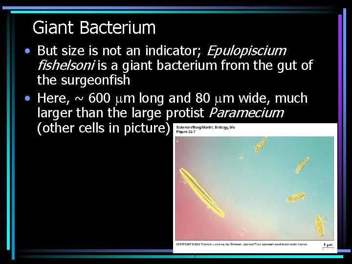 Giant Bacterium • But size is not an indicator; Epulopiscium fishelsoni is a giant