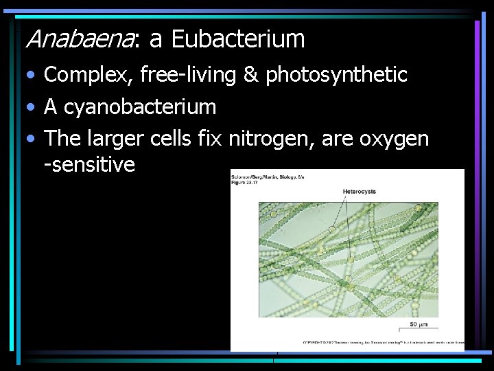 Anabaena: a Eubacterium • Complex, free-living & photosynthetic • A cyanobacterium • The larger