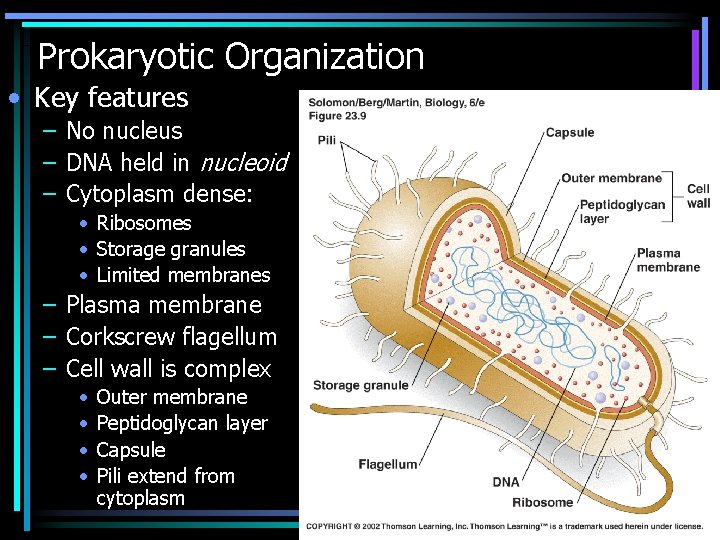 Prokaryotic Organization • Key features – No nucleus – DNA held in nucleoid –