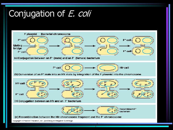 Conjugation of E. coli 