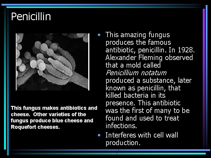 Penicillin • This amazing fungus produces the famous antibiotic, penicillin. In 1928. Alexander Fleming