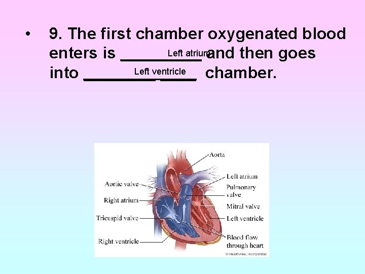• 9. The first chamber oxygenated blood Left atrium enters is _____ and • 9. The first chamber oxygenated blood Left atrium enters is _____ and