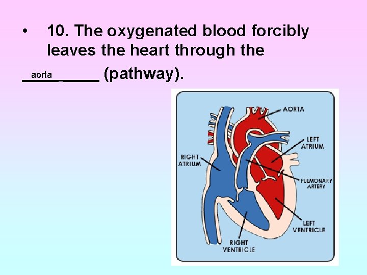 • 10. The oxygenated blood forcibly leaves the heart through the aorta ____ • 10. The oxygenated blood forcibly leaves the heart through the aorta ____