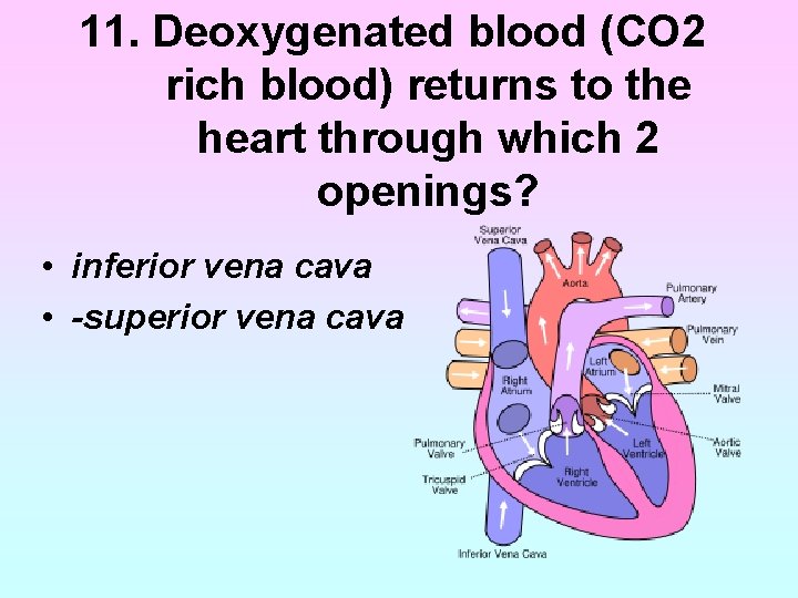 11. Deoxygenated blood (CO 2 rich blood) returns to the heart through which 2 11. Deoxygenated blood (CO 2 rich blood) returns to the heart through which 2