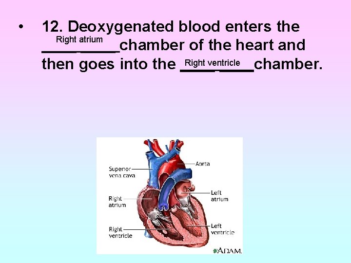 • 12. Deoxygenated blood enters the Right atrium ____ chamber of the heart • 12. Deoxygenated blood enters the Right atrium ____ chamber of the heart