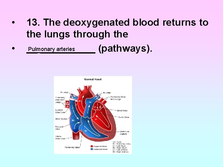 • • 13. The deoxygenated blood returns to the lungs through the Pulmonary • • 13. The deoxygenated blood returns to the lungs through the Pulmonary