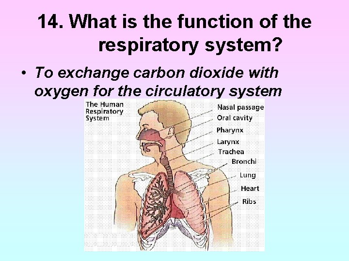 14. What is the function of the respiratory system? • To exchange carbon dioxide 14. What is the function of the respiratory system? • To exchange carbon dioxide