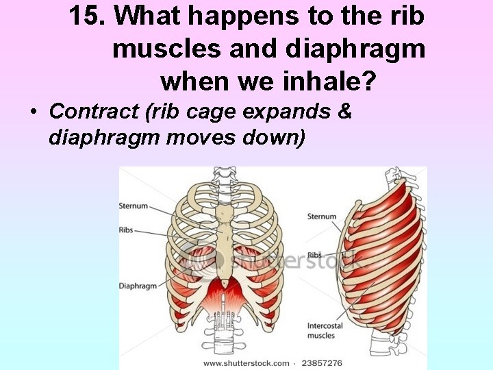 15. What happens to the rib muscles and diaphragm when we inhale? • Contract 15. What happens to the rib muscles and diaphragm when we inhale? • Contract